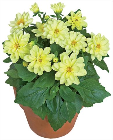 Foto de variedad de flores para ser usadas como: Maceta y planta de temporada Dahlia x hybrida Dahlini™ Yellow