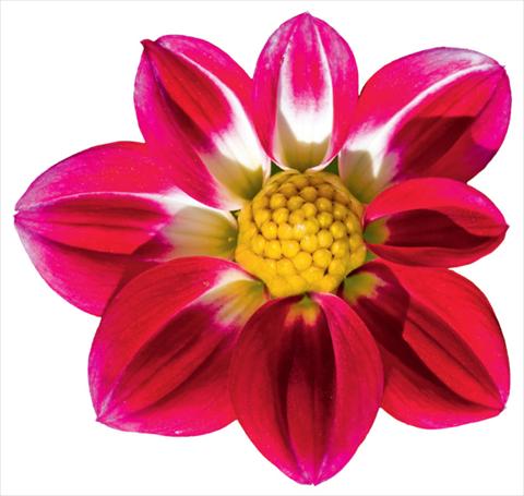 Foto de variedad de flores para ser usadas como: Maceta y planta de temporada Dahlia x hybrida Goldalia Rose Bicolor