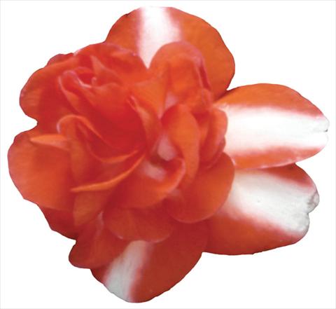 Foto de variedad de flores para ser usadas como: Maceta y planta de temporada Impatiens walleriana Shilouette Orange Star Improved