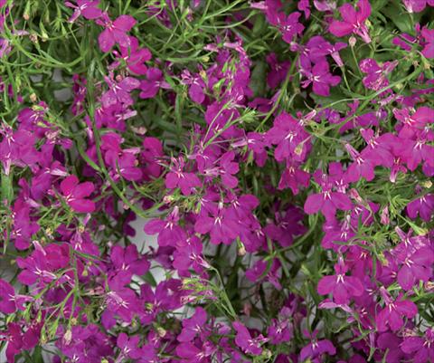 Foto de variedad de flores para ser usadas como: Maceta, patio, Tarrina de colgar Lobelia Laguna® Trailing Violet