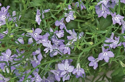 Foto de variedad de flores para ser usadas como: Maceta, patio, Tarrina de colgar Lobelia Techno Heat Light Blue Improved