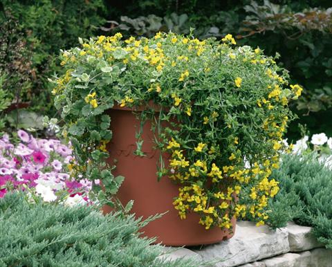 Foto de variedad de flores para ser usadas como: Maceta, patio, Tarrina de colgar Monopsis Monoco® Yellow Improved