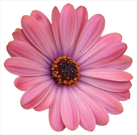 Foto de variedad de flores para ser usadas como: Maceta y planta de temporada Osteospermum Tradewinds® Terracotta Improved
