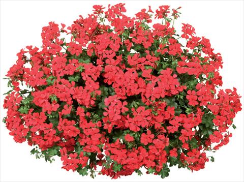 Foto de variedad de flores para ser usadas como: Maceta, patio, Tarrina de colgar Pelargonium peltatum Blizzard Fire Improved