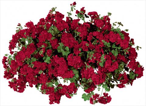 Foto de variedad de flores para ser usadas como: Maceta, patio, Tarrina de colgar Pelargonium peltatum Temprano Dark Red Improved