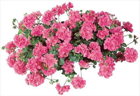 Foto de variedad de flores para ser usadas como: Maceta, patio, Tarrina de colgar Pelargonium peltatum Temprano Pink Improved