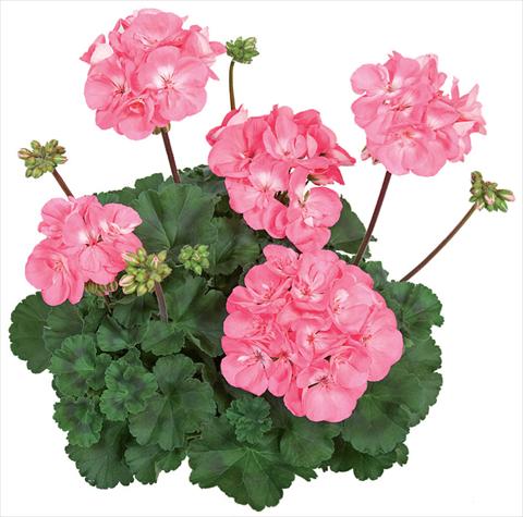 Foto de variedad de flores para ser usadas como: Patio, Maceta Pelargonium zonale Tango® Candy Rose