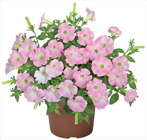 Foto de variedad de flores para ser usadas como: Maceta, patio, Tarrina de colgar Petunia x hybrida Sanguna® Mini Light Pink