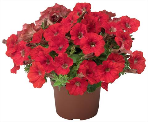 Foto de variedad de flores para ser usadas como: Maceta, patio, Tarrina de colgar Petunia x hybrida Sanguna® Mini Red