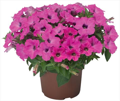 Foto de variedad de flores para ser usadas como: Maceta, patio, Tarrina de colgar Petunia x hybrida Sanguna® Mini Rose Dark Throat