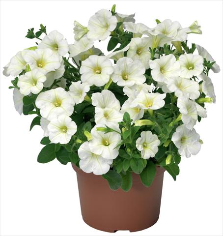 Foto de variedad de flores para ser usadas como: Maceta, patio, Tarrina de colgar Petunia x hybrida Sanguna® Mini White
