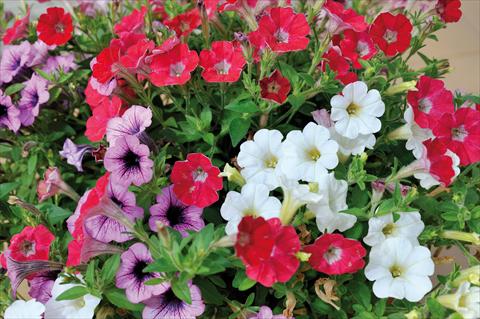 Foto de variedad de flores para ser usadas como: Maceta, patio, Tarrina de colgar 3 Combo Trio Musicale Blues Trio