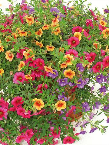 Foto de variedad de flores para ser usadas como: Maceta, patio, Tarrina de colgar 3 Combo Trio Musicale Classic Trio