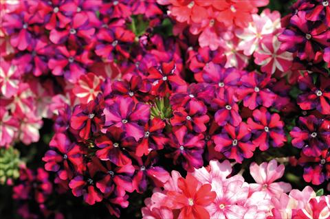 Foto de variedad de flores para ser usadas como: Maceta, patio, Tarrina de colgar 3 Combo Trio Musicale Country Trio