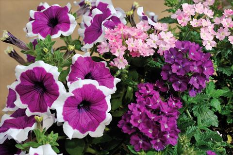 Foto de variedad de flores para ser usadas como: Maceta, patio, Tarrina de colgar 3 Combo Trio Musicale Gospel Trio