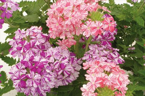 Foto de variedad de flores para ser usadas como: Maceta, patio, Tarrina de colgar 3 Combo Trio Musicale Pop Trio