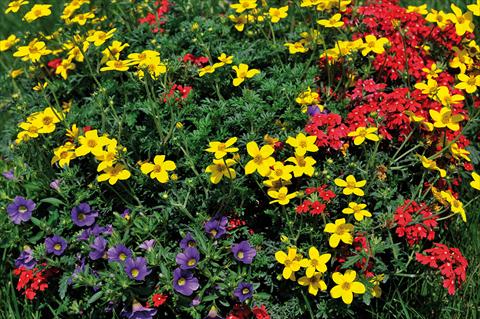 Foto de variedad de flores para ser usadas como: Maceta, patio, Tarrina de colgar 3 Combo Trio Musicale Rock Trio