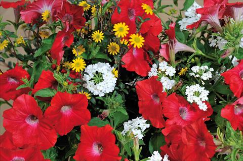 Foto de variedad de flores para ser usadas como: Maceta, patio, Tarrina de colgar 3 Combo Trio Musicale Soul Trio