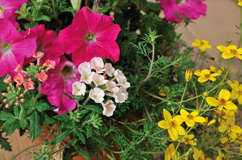 Foto de variedad de flores para ser usadas como: Maceta, patio, Tarrina de colgar 3 Combo Trio Musicale Swing Trio