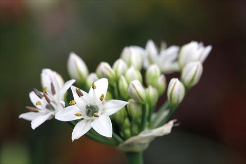 Foto de variedad de flores para ser usadas como: Maceta y planta de temporada Allium sibiricum Chive Gigantic