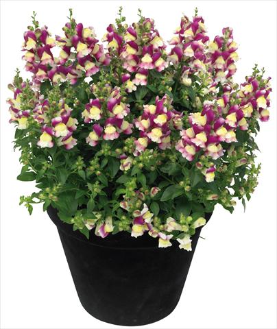 Foto de variedad de flores para ser usadas como: Maceta y planta de temporada Antirrhinum majus Florini® Diana Amour®