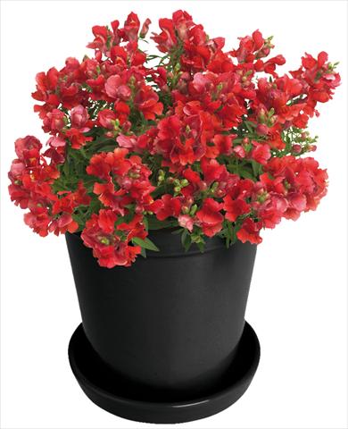 Foto de variedad de flores para ser usadas como: Maceta y planta de temporada Antirrhinum majus Florini® Diana Bright Red®