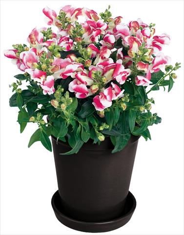 Foto de variedad de flores para ser usadas como: Maceta y planta de temporada Antirrhinum majus Florini® Diana Duo Pink®