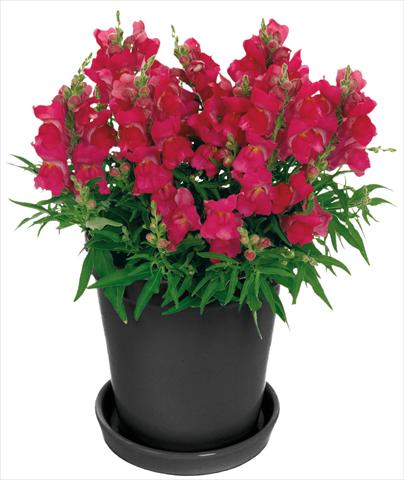 Foto de variedad de flores para ser usadas como: Maceta y planta de temporada Antirrhinum majus Florini® Diana Hot Pink®