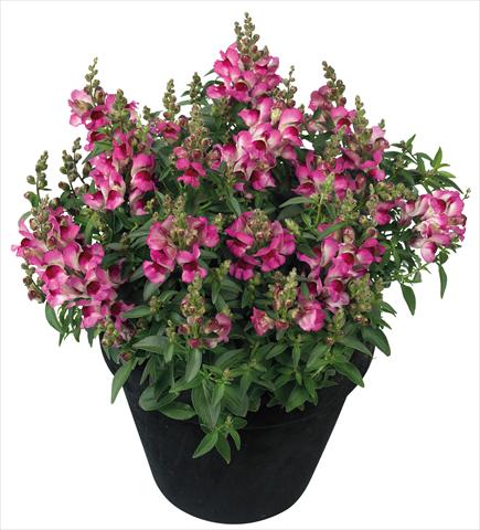Foto de variedad de flores para ser usadas como: Maceta y planta de temporada Antirrhinum majus Florini® Diana Lilac®