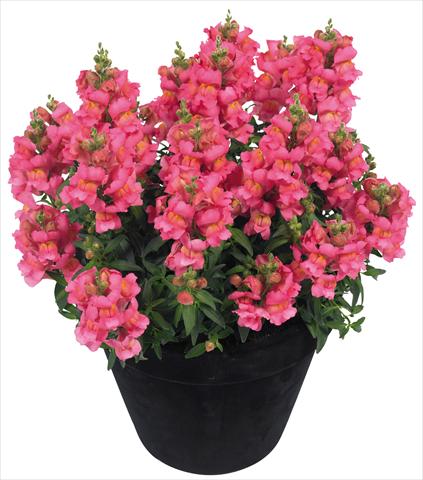 Foto de variedad de flores para ser usadas como: Maceta y planta de temporada Antirrhinum majus Florini® Diana Pink®