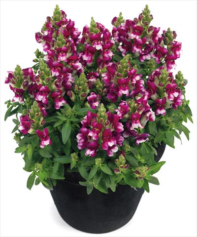 Foto de variedad de flores para ser usadas como: Maceta y planta de temporada Antirrhinum majus Florini® Diana Purple White®