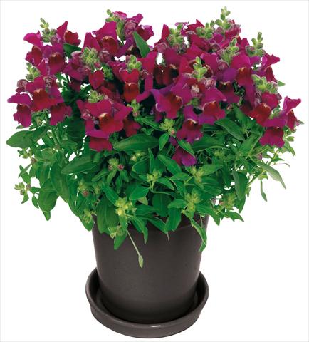 Foto de variedad de flores para ser usadas como: Maceta y planta de temporada Antirrhinum majus Florini® Diana Purple®