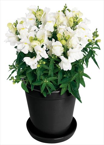 Foto de variedad de flores para ser usadas como: Maceta y planta de temporada Antirrhinum majus Florini® Diana White®
