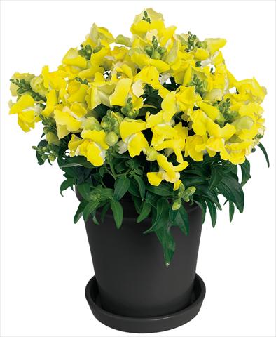 Foto de variedad de flores para ser usadas como: Maceta y planta de temporada Antirrhinum majus Florini® Diana Yellow®