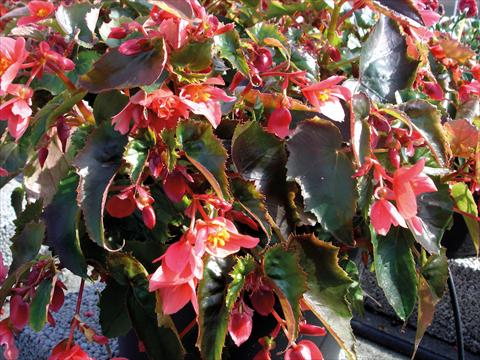 Foto de variedad de flores para ser usadas como: Maceta, patio, Tarrina de colgar Begonia pendula Miss May
