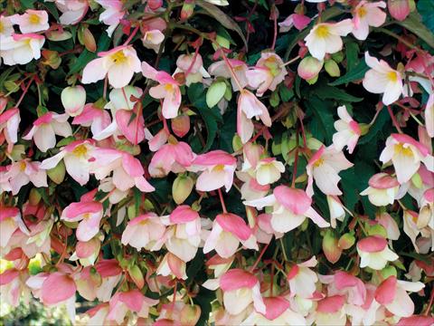 Foto de variedad de flores para ser usadas como: Maceta, patio, Tarrina de colgar Begonia pendula Miss Moon