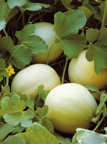 Foto de variedad de flores para ser usadas como: Maceta y planta de temporada Cucumis melo (melone) Liscio F1