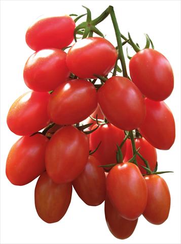 Foto de variedad de flores para ser usadas como: Maceta o Tarrina de colgar Solanum lycopersicum (pomodoro) Mini Datterino F1