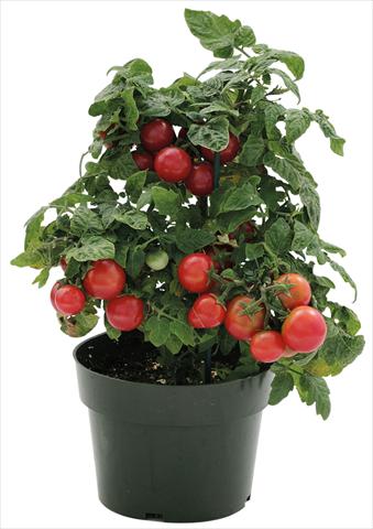 Foto de variedad de flores para ser usadas como: Maceta o Tarrina de colgar Solanum lycopersicum (pomodoro) Sweet Neat Cherry Red