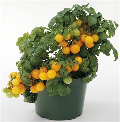 Foto de variedad de flores para ser usadas como: Maceta o Tarrina de colgar Solanum lycopersicum (pomodoro) Sweet Neat Yellow