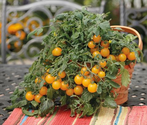 Foto de variedad de flores para ser usadas como: Maceta o Tarrina de colgar Solanum lycopersicum (pomodoro) Tumbling Junior Yellow