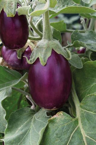Foto de variedad de flores para ser usadas como: Maceta o Tarrina de colgar Solanum melongena (melanzana) Purple