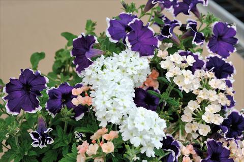 Foto de variedad de flores para ser usadas como: Maceta, patio, Tarrina de colgar 3 Combo Trio Musicale Funky Trio