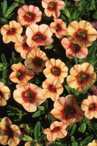 Foto de variedad de flores para ser usadas como: Maceta, patio, Tarrina de colgar Calibrachoa MiniFamous® Apricot Eye evol.