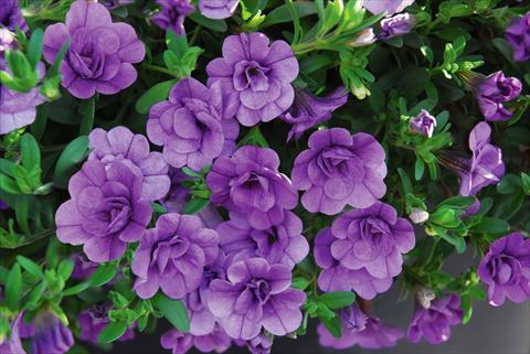 Foto de variedad de flores para ser usadas como: Maceta, patio, Tarrina de colgar Calibrachoa MiniFamous® Double Amethyst