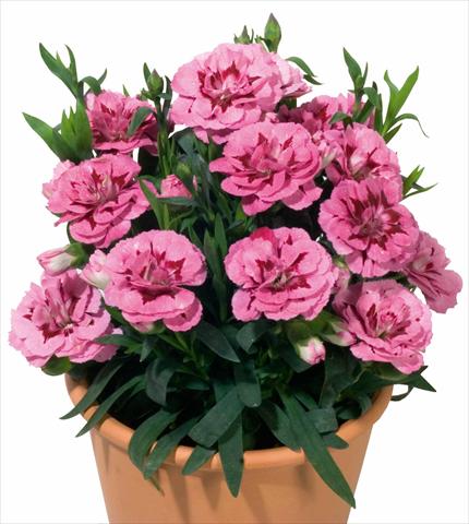 Foto de variedad de flores para ser usadas como: Maceta y planta de temporada Dianthus caryophyllus Oscar™ Pink and Purple