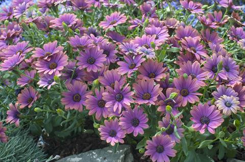 Foto de variedad de flores para ser usadas como: Maceta y planta de temporada Osteospermum FlowerPower® Copper Amethyst