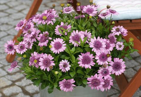 Foto de variedad de flores para ser usadas como: Maceta y planta de temporada Osteospermum FlowerPower® Double Pink