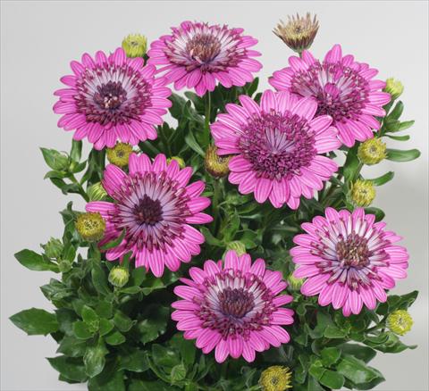 Foto de variedad de flores para ser usadas como: Maceta y planta de temporada Osteospermum FlowerPower® Double Purple