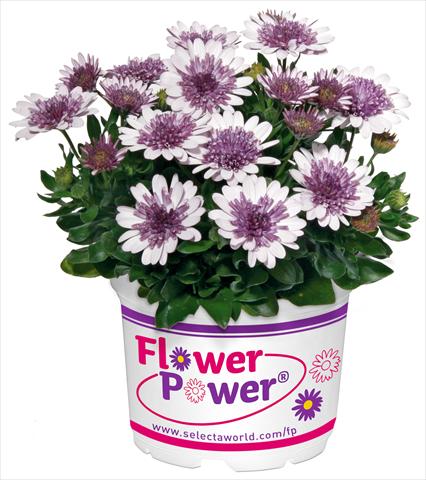 Foto de variedad de flores para ser usadas como: Maceta y planta de temporada Osteospermum FlowerPower® Double White